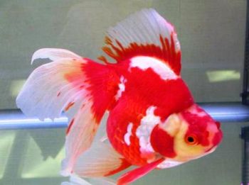 ماهی قرمز (گلدفیش) ماهی نوروزی goldfish
